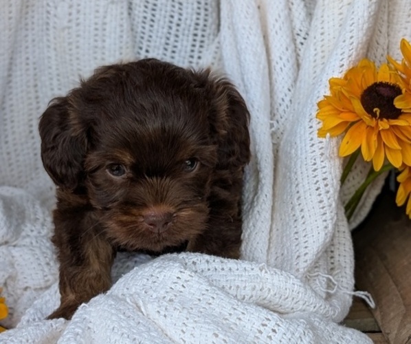 Medium Photo #71 Cock-A-Poo Puppy For Sale in GOSHEN, IN, USA