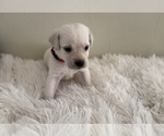 Small Photo #3 Labrador Retriever Puppy For Sale in BRADENTON, FL, USA