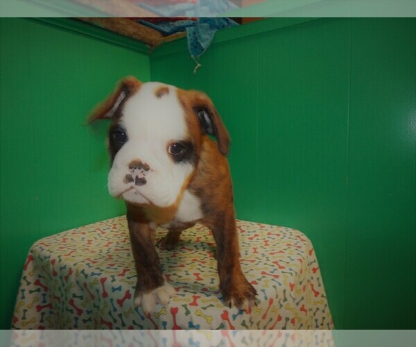 Medium Photo #7 Beabull Puppy For Sale in PATERSON, NJ, USA