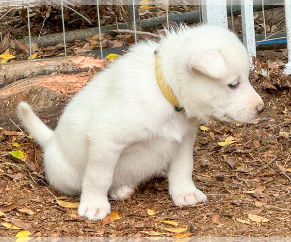 Medium Photo #15 Gerberian Shepsky Puppy For Sale in Corona, CA, USA