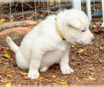 Small #14 Gerberian Shepsky