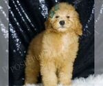 Small #2 Goldendoodle (Miniature)