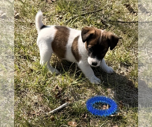 Medium Photo #2 Jack Russell Terrier Puppy For Sale in FREEMAN, MO, USA