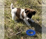 Small #1 Jack Russell Terrier