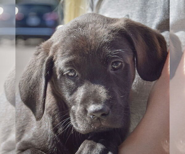Medium Photo #7 Sheprador Puppy For Sale in Huntley, IL, USA