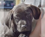 Small #6 Sheprador