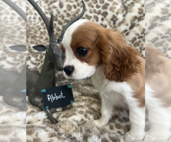Medium Photo #5 Cavalier King Charles Spaniel Puppy For Sale in ABILENE, TX, USA