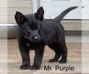German Shepherd Dog Puppy for Sale in BOKOSHE, Oklahoma USA