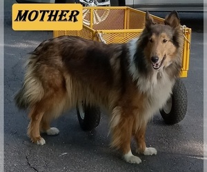 Mother of the Cadoodle puppies born on 07/12/2025