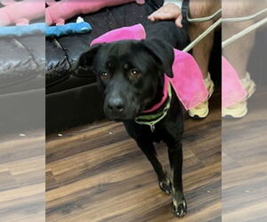 Hannah! - Female Borador Dog for Adoption - Photo #5
