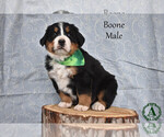 Puppy Boone Bernese Mountain Dog