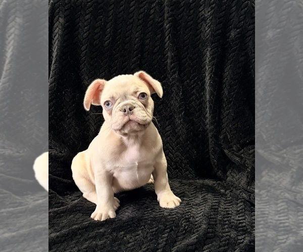 Medium Photo #14 French Bulldog Puppy For Sale in FOUNTAIN CITY, IN, USA