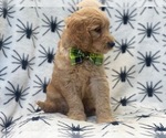 Small #6 Goldendoodle (Miniature)