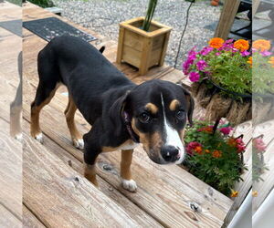 Mutt Dogs for adoption in Mount Pleasant, SC, USA