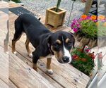 Small Mutt