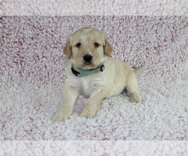 Medium Photo #5 Goldendoodle Puppy For Sale in HOMELAND, CA, USA