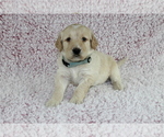 Small Photo #5 Goldendoodle Puppy For Sale in HOMELAND, CA, USA