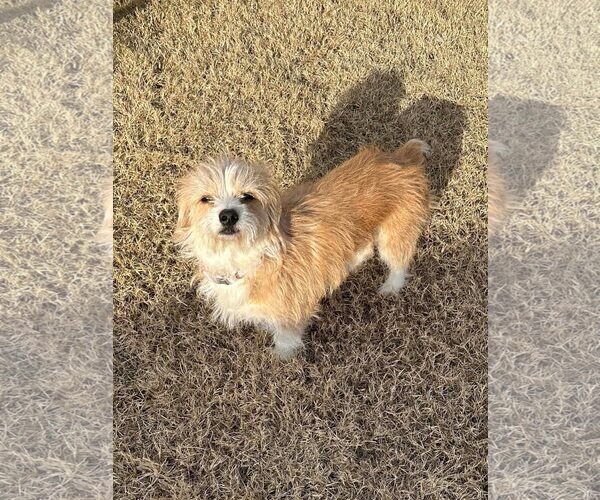 Medium Photo #3 Mutt Puppy For Sale in Dallas, TX, USA