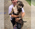 Small #1 Bulldog Mix