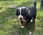 Small #2 Great Bernese