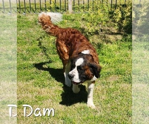 Mother of the Saint Bernard puppies born on 08/10/2026