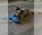 Small #2 Australian Cattle Dog
