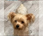 Small Photo #1 Yoranian Puppy For Sale in LEWISBURG, KY, USA