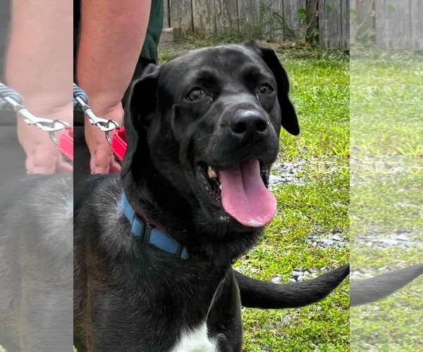 Medium Photo #2 Golden Retriever-Great Dane Mix Puppy For Sale in Rustburg, VA, USA