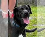 Small #1 Golden Retriever-Great Dane Mix