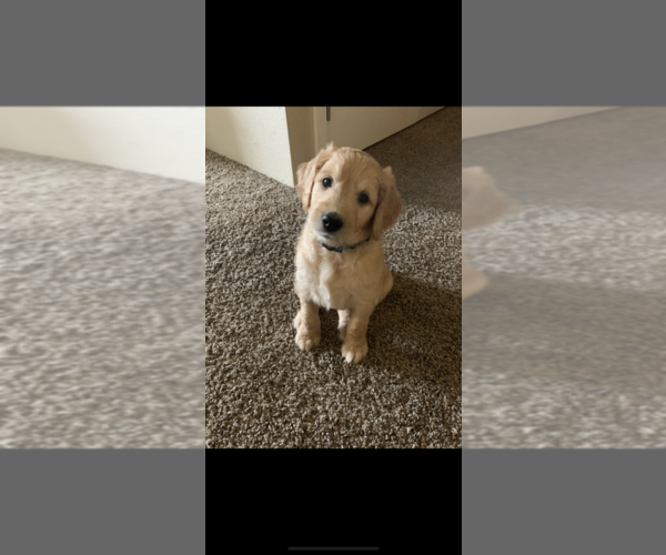 Medium Photo #9 Goldendoodle Puppy For Sale in RATHDRUM, ID, USA