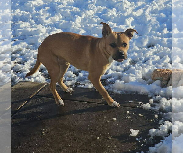 Medium Photo #4 Mutt Puppy For Sale in Holly Springs, NC, USA