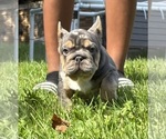 Puppy Taco French Bulldog