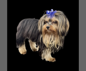 Father of the Yorkshire Terrier puppies born on 06/17/2023