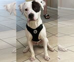 Small #3 American Pit Bull Terrier Mix