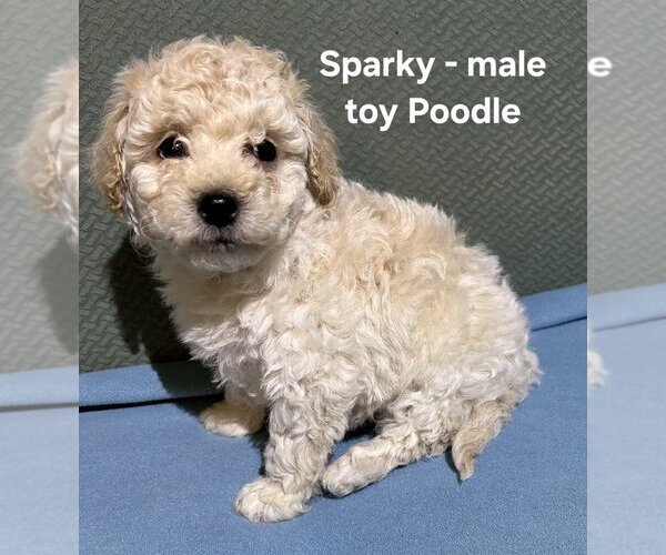 Medium Photo #3 Poodle (Toy) Puppy For Sale in CLARKRANGE, TN, USA