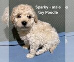 Small #2 Poodle (Toy)