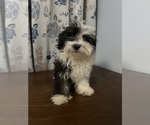 Small #36 Havanese