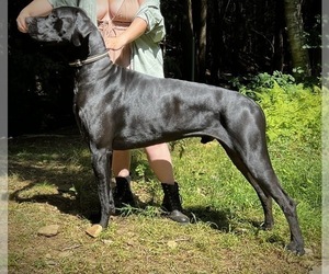 Father of the Great Dane puppies born on 02/25/2023