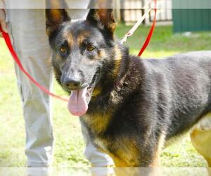 German Shepherd Dog Dogs for adoption in Tallahassee, FL, USA