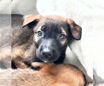 Small German Shepherd Dog Mix