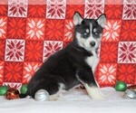 Small Photo #3 Siberian Husky Puppy For Sale in FREDERICKSBG, OH, USA