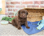 Small #5 Labrador Retriever