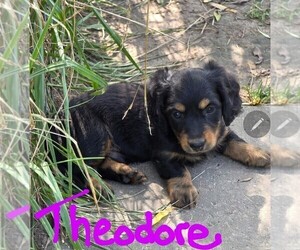 Medium Dachshund