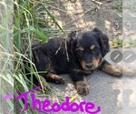 Puppy Puppy 2 Theodo Dachshund