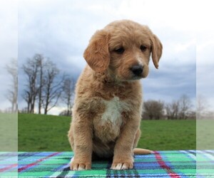 Labradoodle Puppy for sale in GREENCASTLE, PA, USA