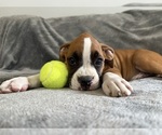 Puppy Black Boxer