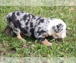 Small #3 French Bulldog