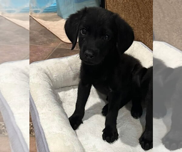 Medium Photo #1 Labrador Retriever-Unknown Mix Puppy For Sale in Lakewood, CO, USA