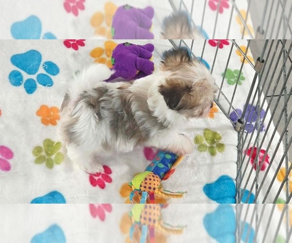 Medium Photo #7 Papitese Puppy For Sale in ORO VALLEY, AZ, USA