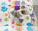 Josie - Female Papitese Puppy for Sale - Photo #7